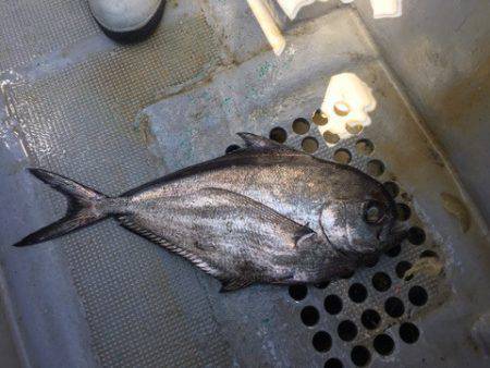 ＴＡＲＯＭＡＲＵ 釣果