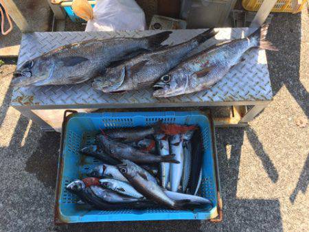 ＴＡＲＯＭＡＲＵ 釣果