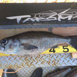 ＴＡＲＯＭＡＲＵ 釣果