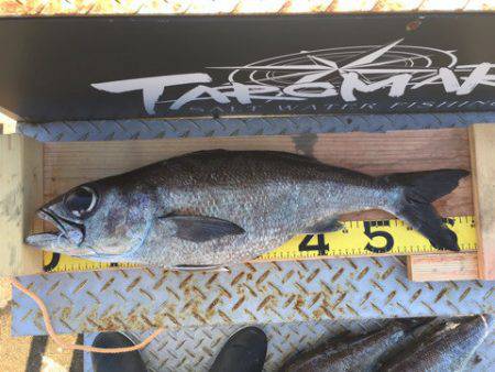 ＴＡＲＯＭＡＲＵ 釣果