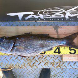 ＴＡＲＯＭＡＲＵ 釣果