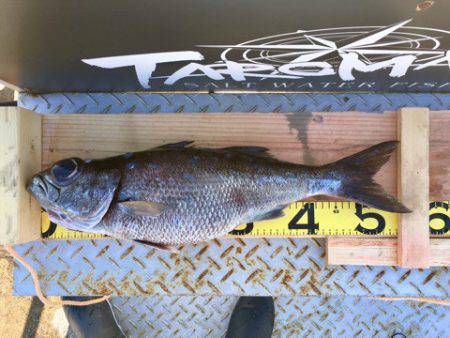 ＴＡＲＯＭＡＲＵ 釣果