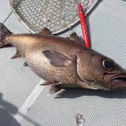 ＴＡＲＯＭＡＲＵ 釣果