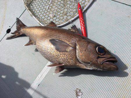 ＴＡＲＯＭＡＲＵ 釣果