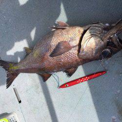 ＴＡＲＯＭＡＲＵ 釣果