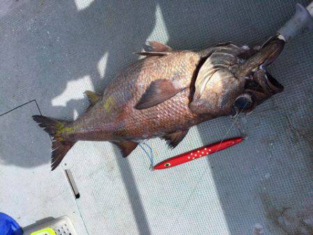 ＴＡＲＯＭＡＲＵ 釣果