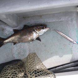 ＴＡＲＯＭＡＲＵ 釣果