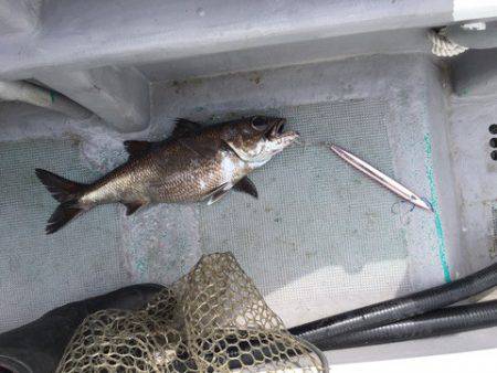 ＴＡＲＯＭＡＲＵ 釣果