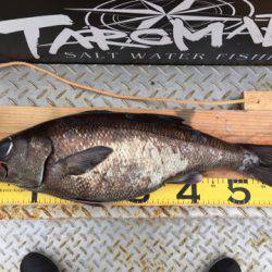 ＴＡＲＯＭＡＲＵ 釣果