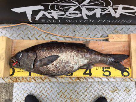 ＴＡＲＯＭＡＲＵ 釣果