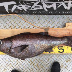 ＴＡＲＯＭＡＲＵ 釣果