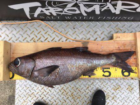 ＴＡＲＯＭＡＲＵ 釣果