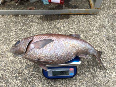 ＴＡＲＯＭＡＲＵ 釣果