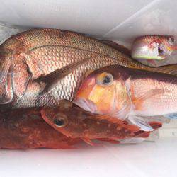 龍神丸(鹿児島) 釣果