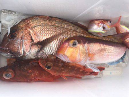 龍神丸(鹿児島) 釣果