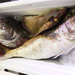 龍神丸(鹿児島) 釣果