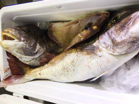 龍神丸(鹿児島) 釣果