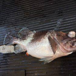 第二龍勢丸 釣果