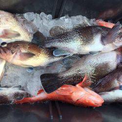 第二龍勢丸 釣果