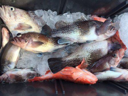 第二龍勢丸 釣果