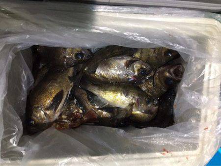 ヤザワ渡船 釣果