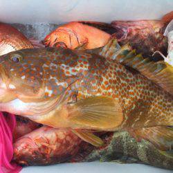 第二龍勢丸 釣果