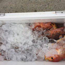 第二龍勢丸 釣果