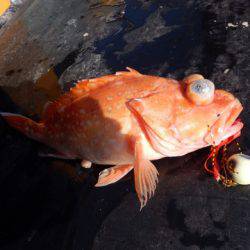 渡船屋たにぐち 釣果
