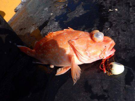 渡船屋たにぐち 釣果