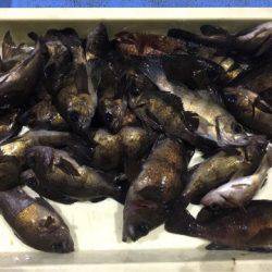 ヤザワ渡船 釣果