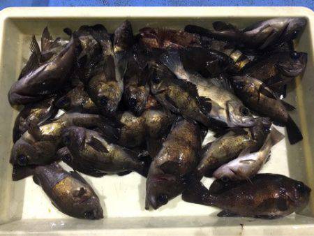 ヤザワ渡船 釣果