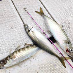 龍神丸（鹿児島） 釣果