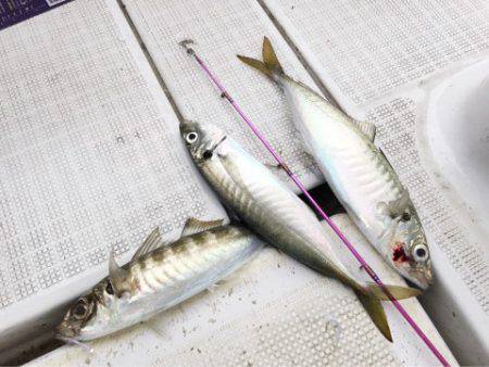 龍神丸（鹿児島） 釣果