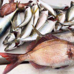 龍神丸（鹿児島） 釣果