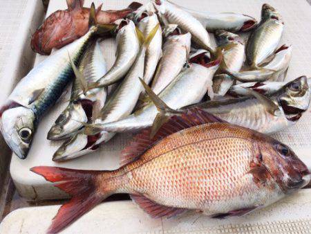 龍神丸（鹿児島） 釣果