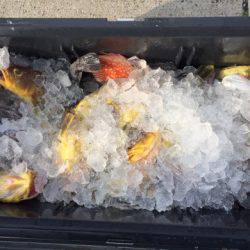 第二龍勢丸 釣果