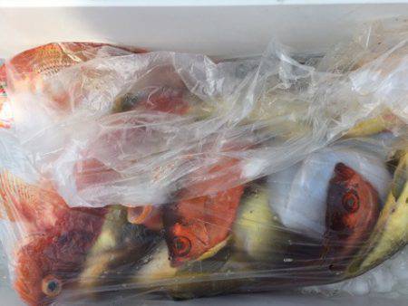 第二龍勢丸 釣果