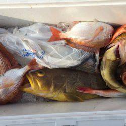 第二龍勢丸 釣果