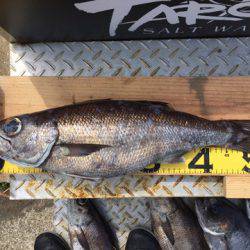 ＴＡＲＯＭＡＲＵ 釣果