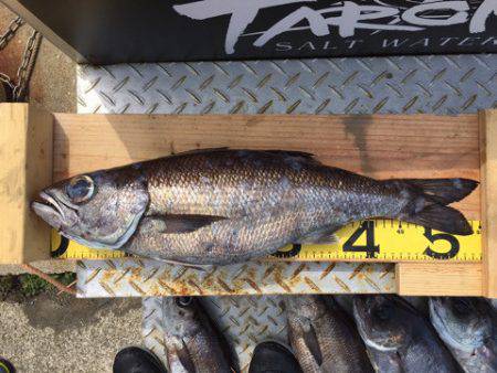 ＴＡＲＯＭＡＲＵ 釣果