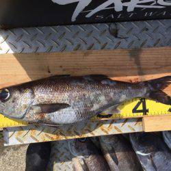 ＴＡＲＯＭＡＲＵ 釣果