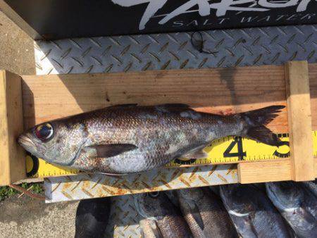 ＴＡＲＯＭＡＲＵ 釣果