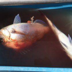 第二八坂丸 釣果