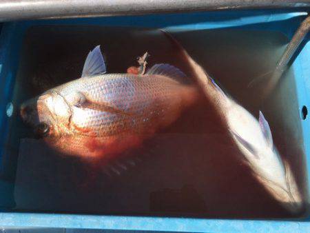 第二八坂丸 釣果