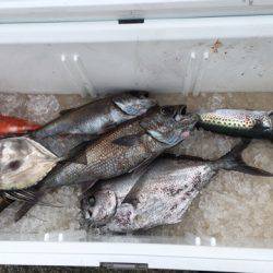 ＴＡＲＯＭＡＲＵ 釣果