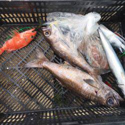 ＴＡＲＯＭＡＲＵ 釣果