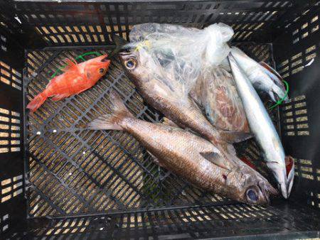 ＴＡＲＯＭＡＲＵ 釣果