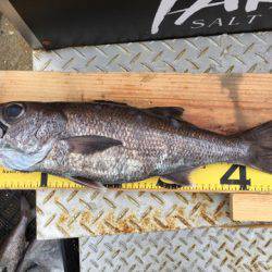 ＴＡＲＯＭＡＲＵ 釣果