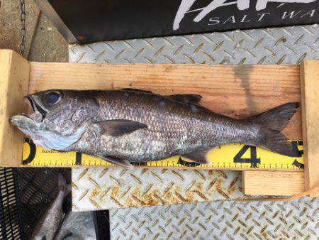 ＴＡＲＯＭＡＲＵ 釣果