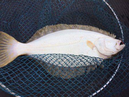 第二龍勢丸 釣果